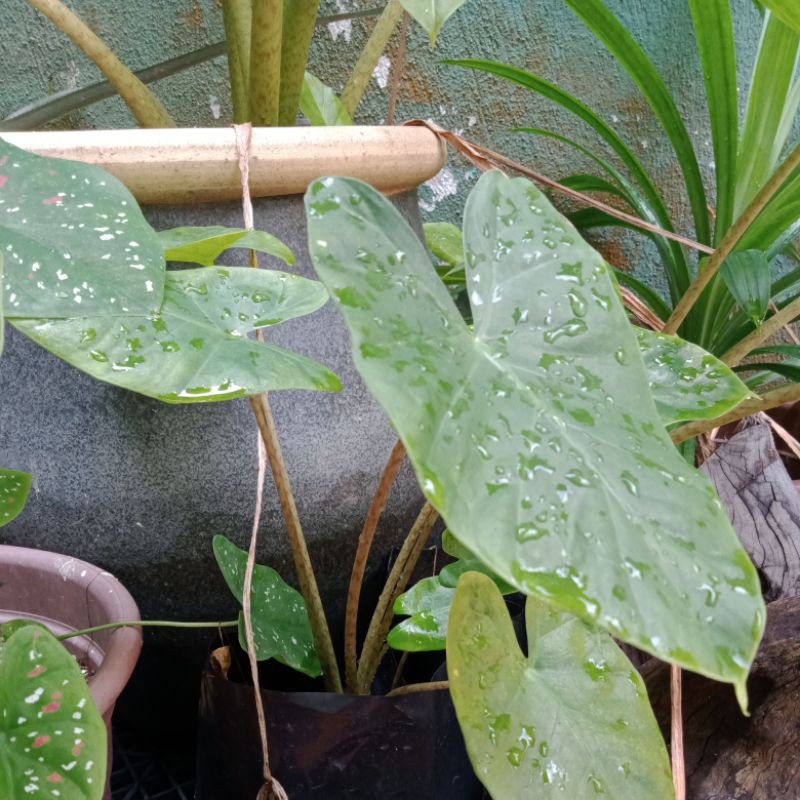 Alocasia Odora Anak Pokok Keladi Shopee Malaysia