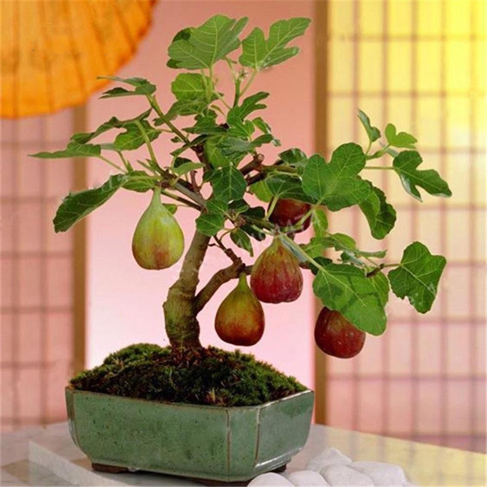 50PCS Red Pear Seeds Fruit Bonsai Plant Tree House Herb Garden Flower Pot Decor