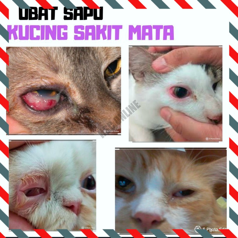 Buy HSC Eye Care Drop / Ubat Mata Kucing (Cat, Dog, Small Animal 