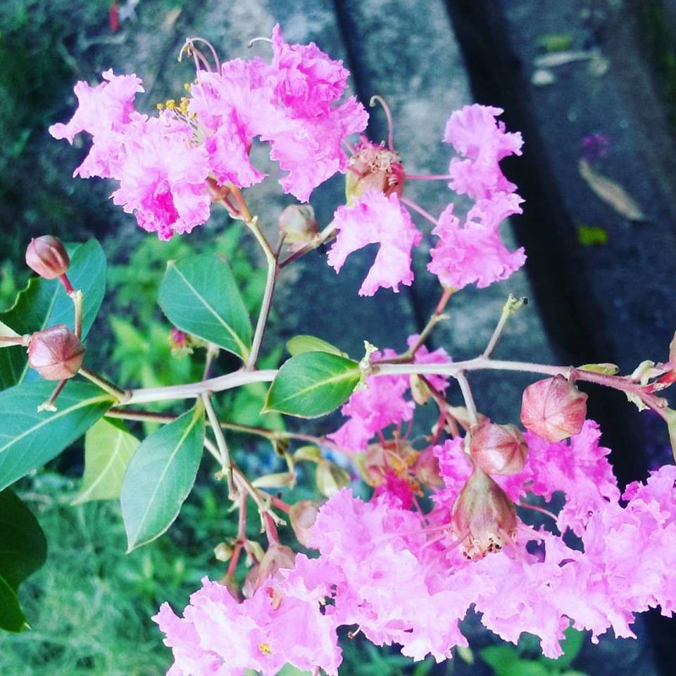 Pink Crape Myrtle Sapling /Anak pokok Sakura Pink  Shopee Malaysia