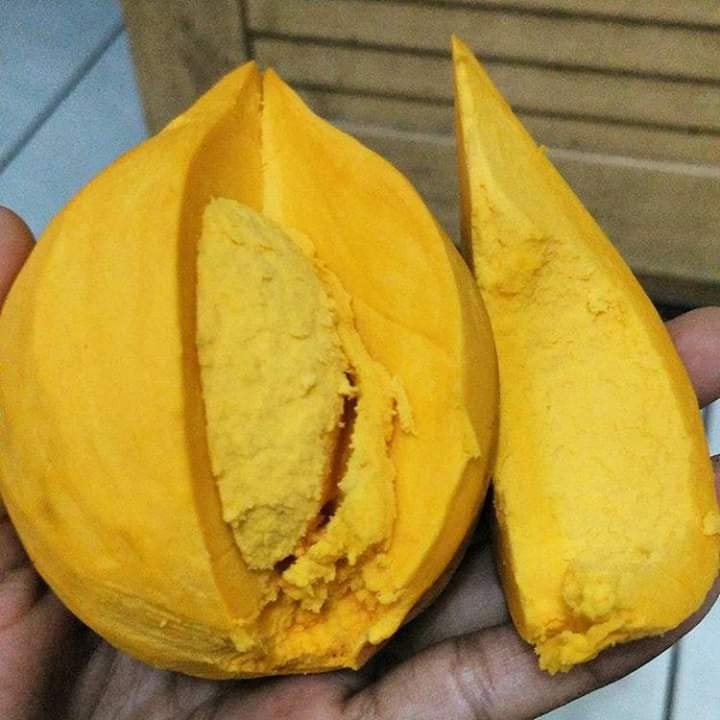 Canistel Pokok Kuning Telur Pokok Hidup Shopee Malaysia