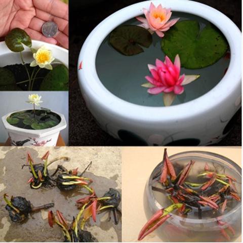 Mini Water Lily Root Block With Flower Bud And Bud Bowl Lotus Seed Lot 迷你睡莲 根块带花芽苞碗莲种藕四季水培植物室内水养小型荷花根