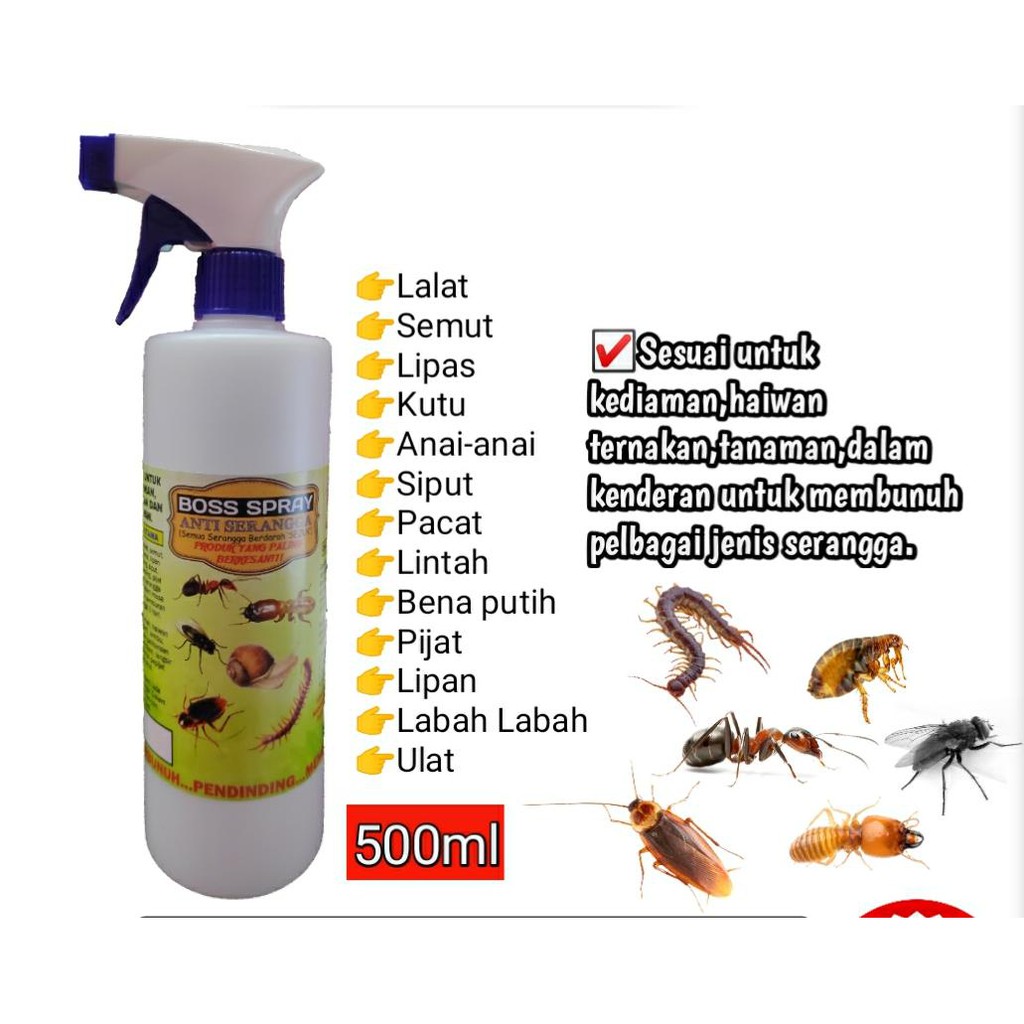 BOSS SPRAY / TOP KILLER, Lalat , flies , Pest Control ...