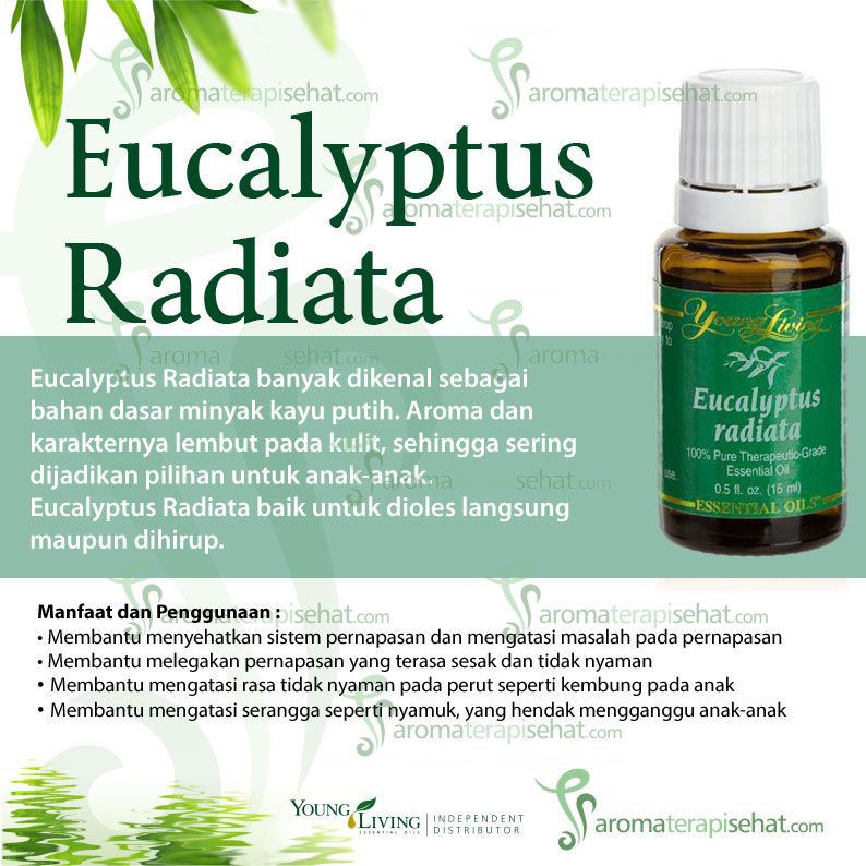 Young Livings Yl Eucalyptus Radiata Essential Oil 15ml Sweethome Free Gift Shopee Malaysia