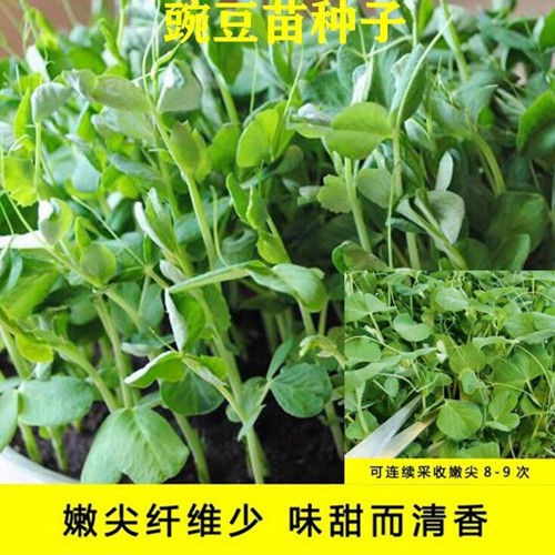 Various Seeds四川龙须豌豆碗豆苗种荷兰豌豆菜籽甜脆豌豆苗种子蔬菜种子jepavj Shopee Malaysia