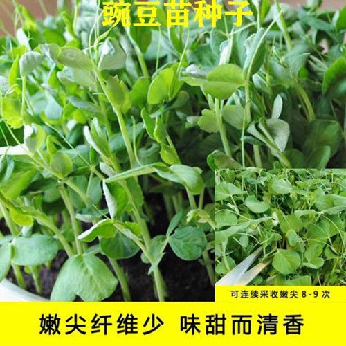 Various Seeds四川龙须豌豆碗豆苗种荷兰豌豆菜籽甜脆豌豆苗种子蔬菜种子jepavj Shopee Malaysia