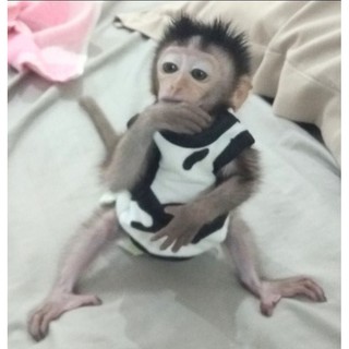 100 Cotton Baby Shirt Clothing Sets Summer Little Monkey Children T Shirt Suits Shopee Malaysia