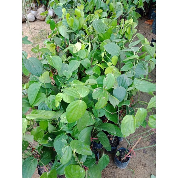 Pokok Lada Hitam / Pokok Lada Benar - Pokok yang menjalar | Shopee Malaysia