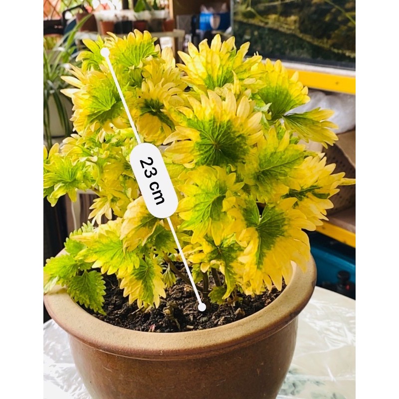 Coleus Yellow Gold 黄金彩叶 Shopee Malaysia