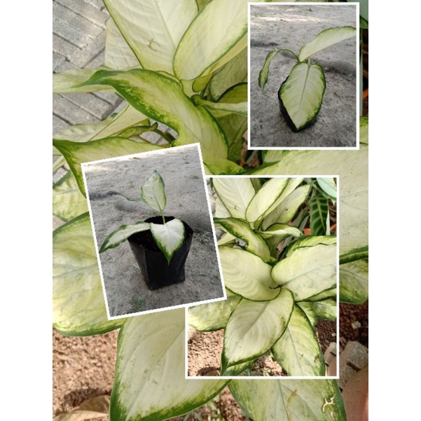 Buy Pokok Bunga Keladi Putih Seetracker Malaysia