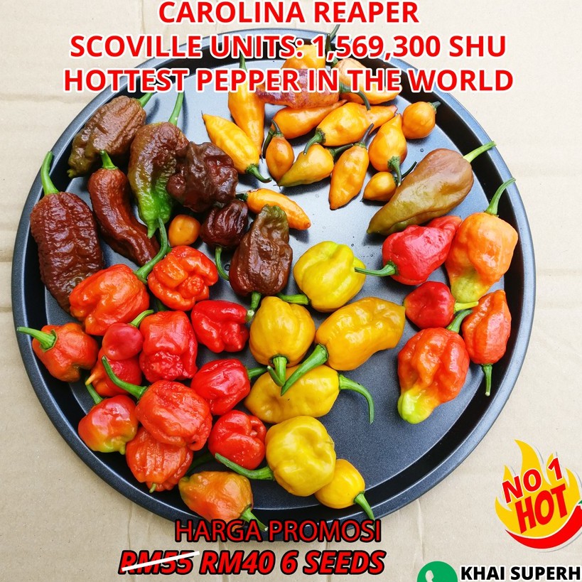 Carolina Reaper Malaysia Superhot Chili Pepper Seeds Terpedas Di Dunia Shopee Malaysia