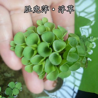 联系客服改价fish Tank浮萍水草活体植物一叶莲鱼缸水草肚兜萍除no3净化水质浮草槐叶萍 Shopee Malaysia