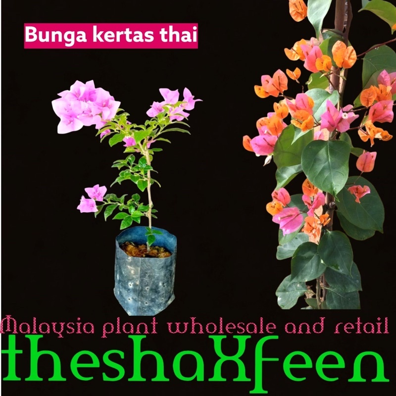 Set Bangsawan Dunia Bunga Cralls Garden Bougainvillea Facebook