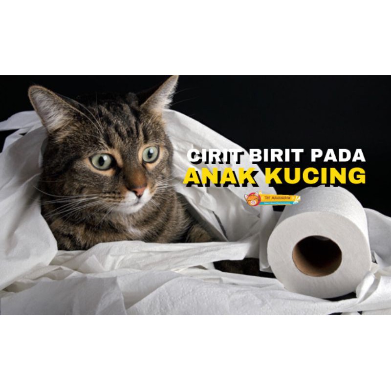 Ubat cirit-birit kucing, Anjing u0026 haiwan kecil