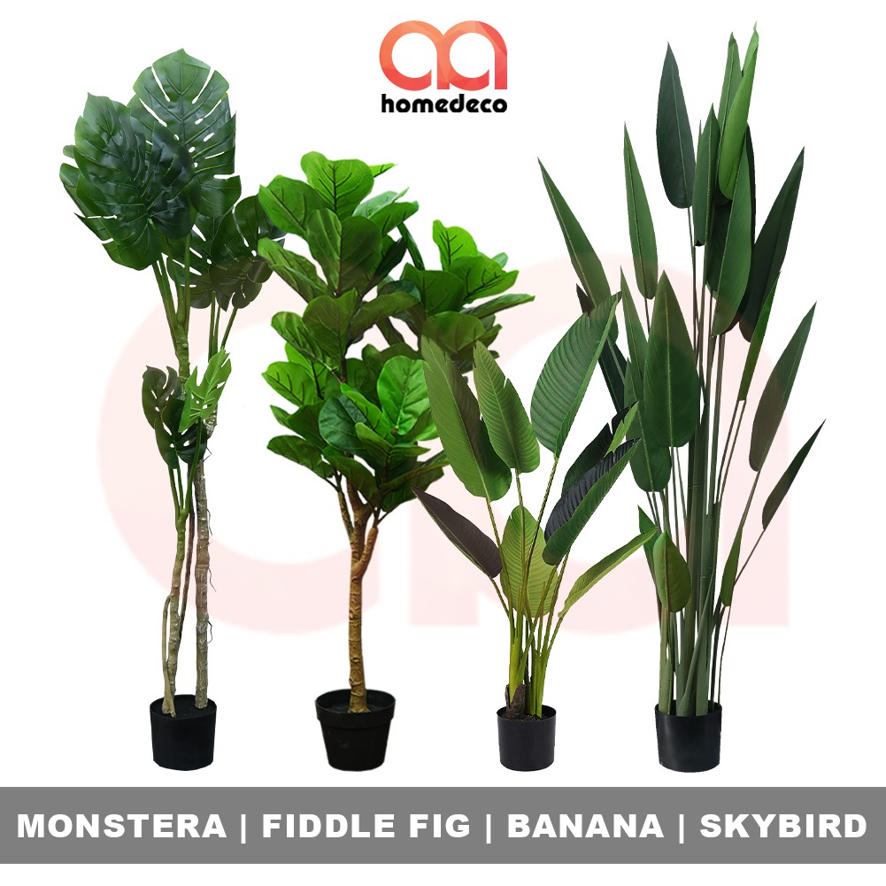  READY STOCK Pokok  Hiasan  PREMIUM Viral Banana Skybird 