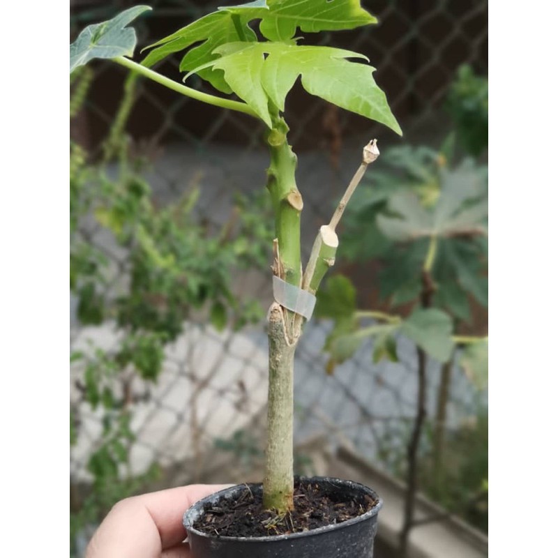 Buy Anak Pokok Betik Red Lady Kahwin Seetracker Malaysia
