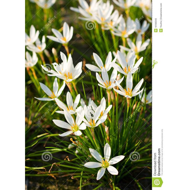 White Rain Lily sapling / Anak Pokok Bunga Lili Putih  Shopee 