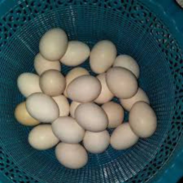Telur Ayam Kampung Original Shopee Malaysia 
