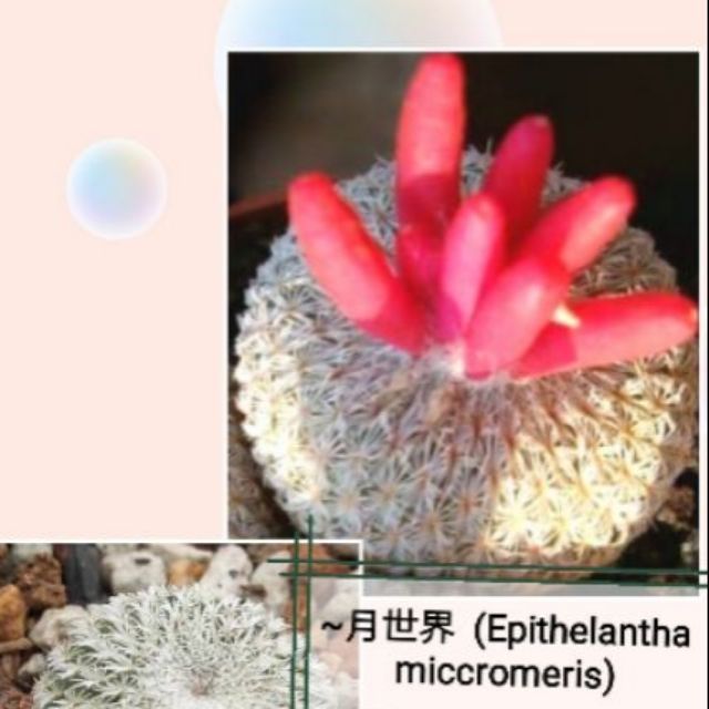 Succulent Cactus Seed 连心琉璃兜10粒 精巧殿10粒 T Pseudopeetinatus 蜥蜴皮5粒 Hypogaea Lizard Skin Copiapoa Hypogaea 疣仙人 赤花姣丽玉粒 Shopee Malaysia