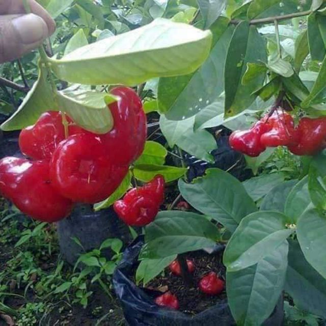 Pokok jambu bertih Merah Free Baja Vitamin Thai King yg Pokok jambu bertih Merah Free Baja Vitamin Thai King yg