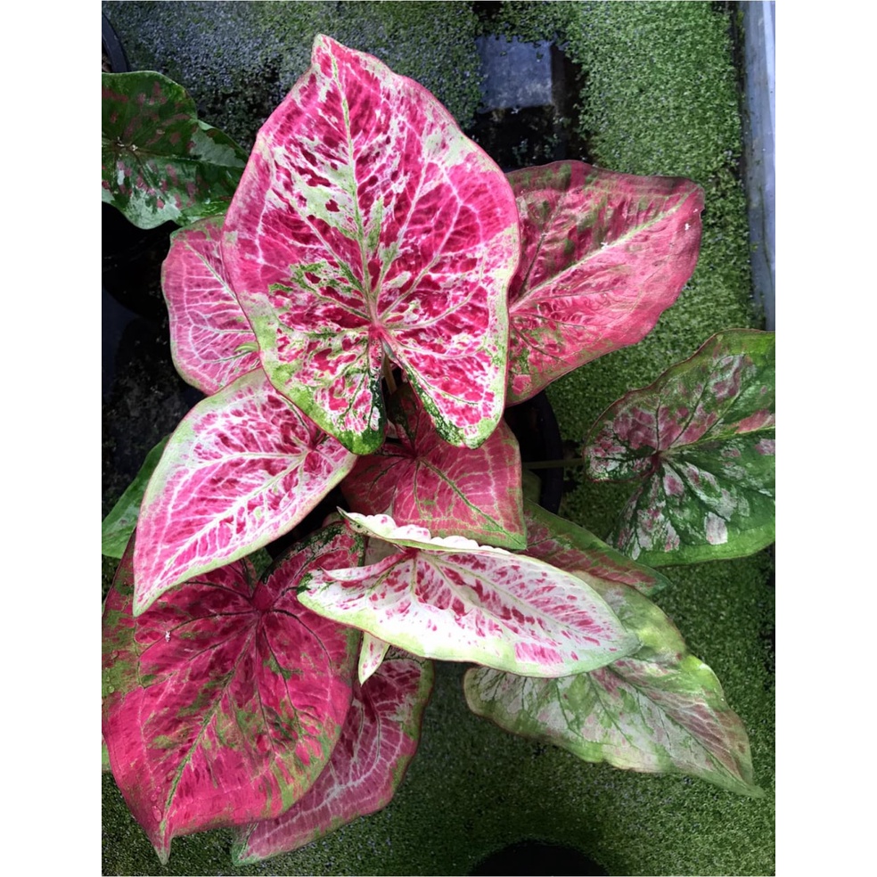 Caladium Keladi Chao Phraya Namuen Thai Hybrid Rare Live Plant Pokok