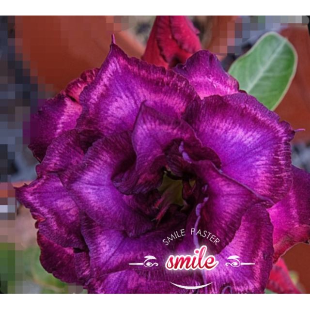 S15 Adenium Obesum Seeds富贵花种子紫色稀有品种bunga Kemboja Benih Flower Seeds 重瓣沙漠玫瑰种子double Layer Shopee Malaysia