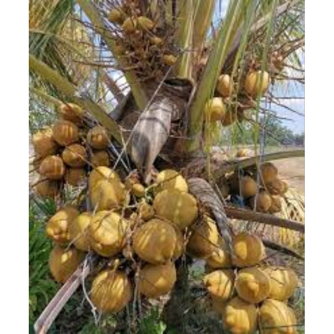Pokok Kelapa Sgg Cn16 | Shopee Malaysia