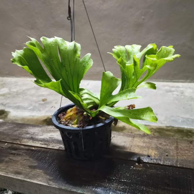 Platycerium Ridleyi Wide Leaves Form 宽叶亞洲猴腦鹿角蕨 Shopee Malaysia