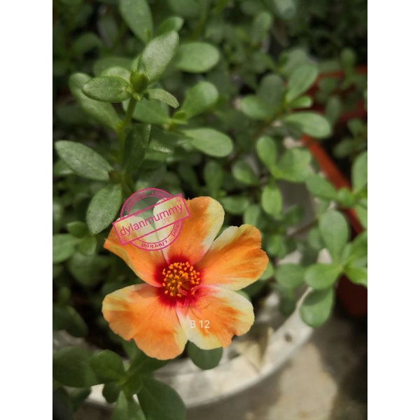 Buy Ready Stock Japanese Rose 5keratan 九点花 日本玫瑰5支 Not East M Sia Order Sorry Seetracker Malaysia