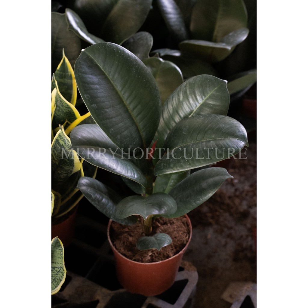 Ficus Elastica Sofia Green 绿金刚橡皮樹 大叶 P150 Real Plant Shopee Malaysia