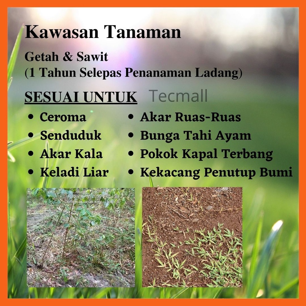 Buy 250gm Ally 20 Df Metsulfuron Methyl Racun Rumpai Racun Rumput Akar Ruas Ruas Senduduk Seetracker Malaysia