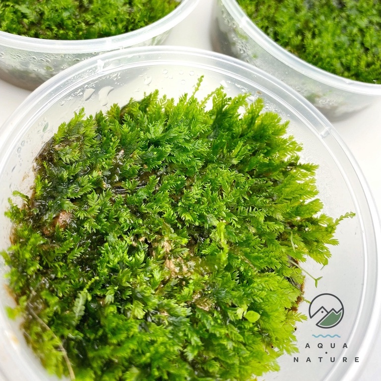 mini fissiden moss emerged (7x7cm) aquatic plants aquarium aquascape