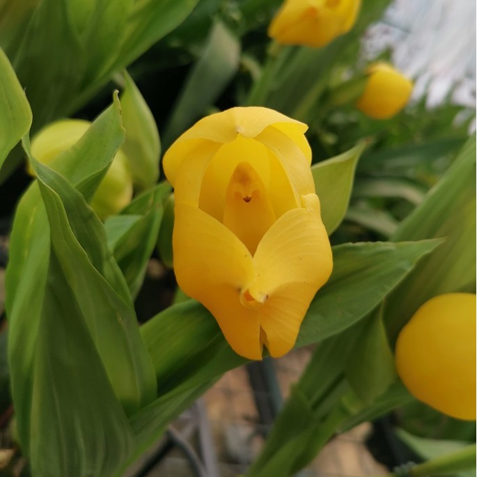 RARE Species + Fragrant ] TAIWAN Anguloa clowesii Cradle Orchid Tulip  Orchid | Shopee Malaysia