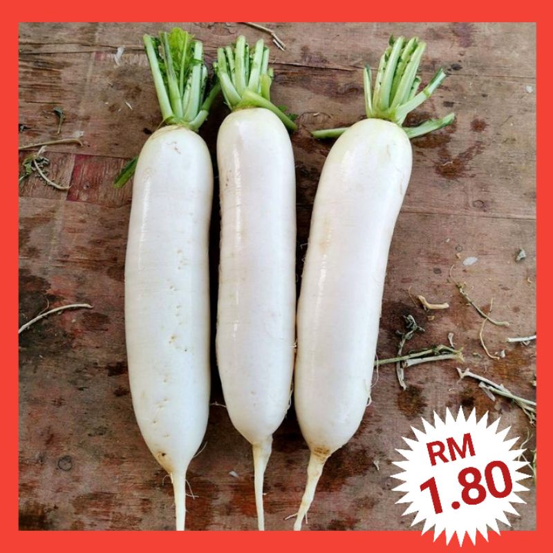 R1 Biji Benih Lobak Putih（150+/-⬆） / White Radish Seeds / vegetable seeds / carrot /白萝卜种子 / 萝卜