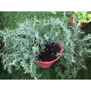 Pokok Rosemary Weeping Dan Menegak Biasa Herbs English Shopee Malaysia