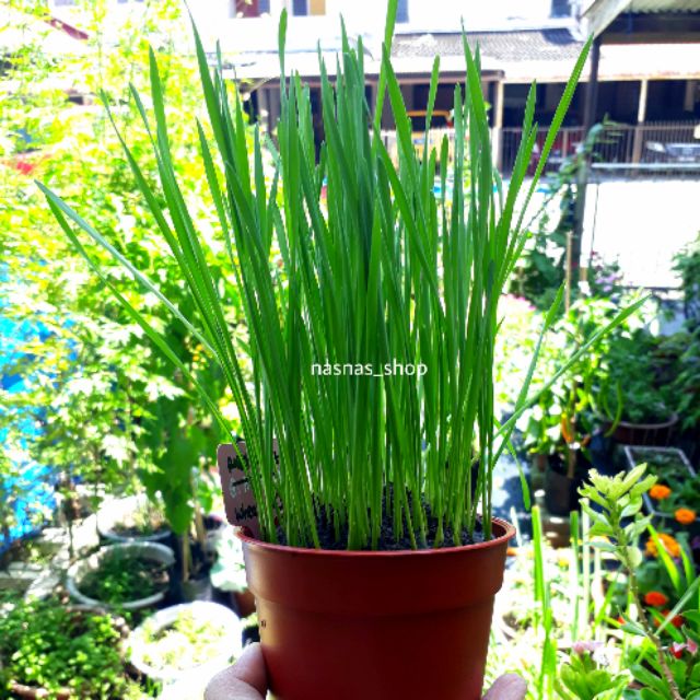 Biji Benih Rumput Kucing Pcs Wheatgrass Seeds Rumput Gandum Edible Grass Seed Pet Grass Vege