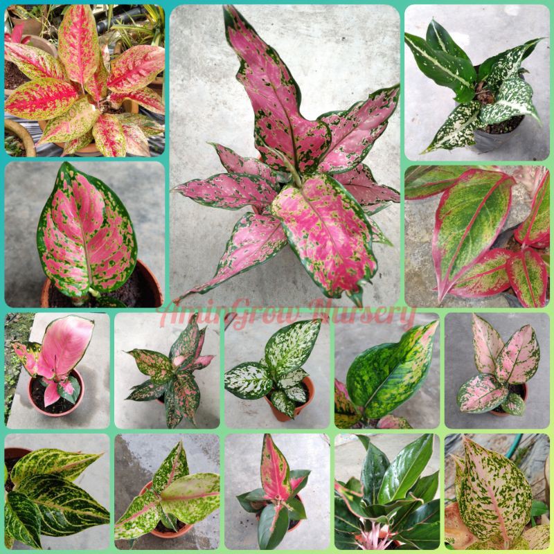 Buy Pelbagai Jenis Anak Pokok Keladi Aglonema Aglaonema Sp Pokok Hiasan Seetracker Malaysia