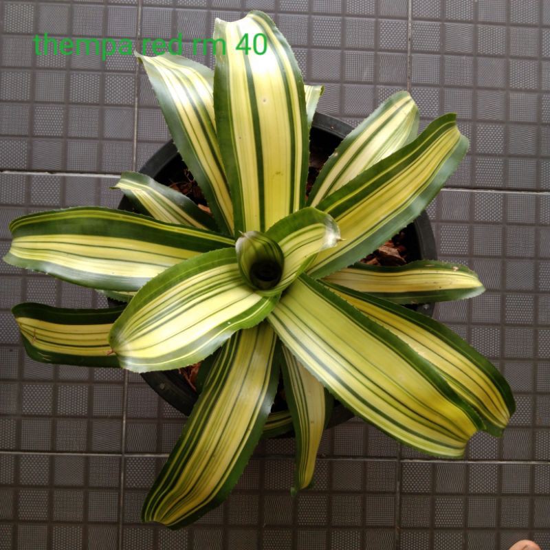 Pokok hiasan  bromeliad pokok nenas hiasan decorative  