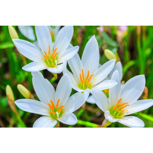 Buy Buy 20 Free 5 - White Rainlily Bulb Live Plant / Bebawang Lili 