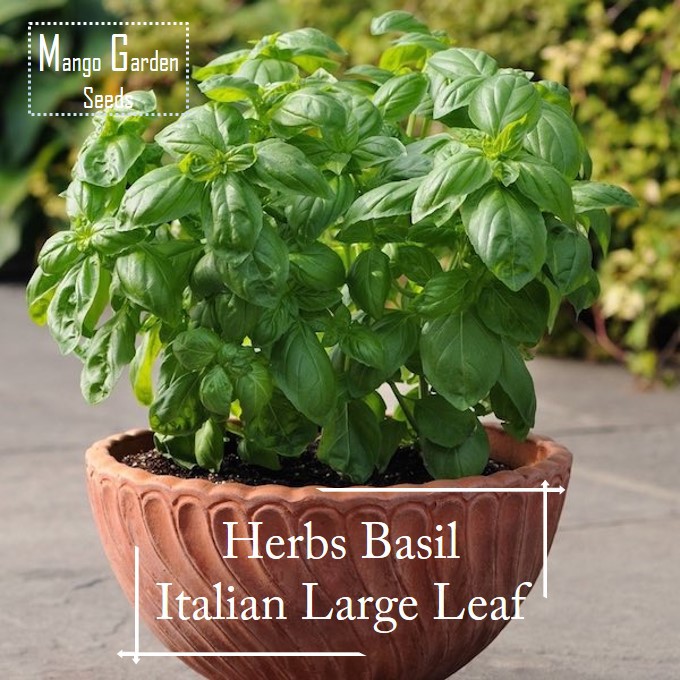 basil - Prices and Promotions - Feb 2023 | Shopee Malaysia