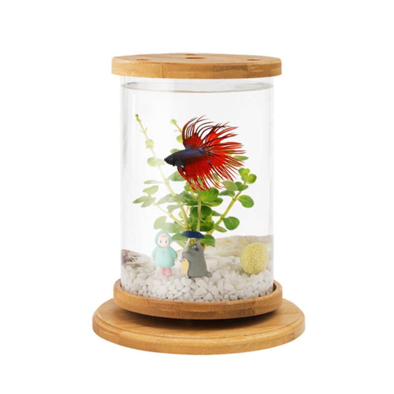 creative betta fish bowl ideas