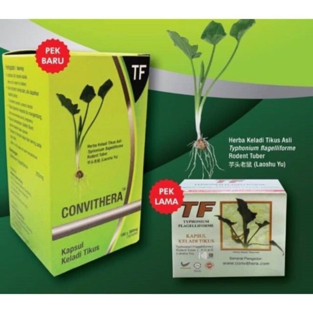 Tf Keladi Tikus 100 Original 180 Kapsul