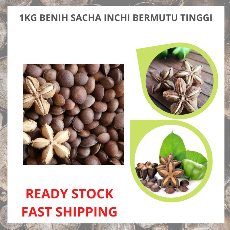 Ready Stock 1kg High And Good Quality Sacha Inchi Seeds 1kg Benih Sacha Inchi Bermutu Tinggi Shopee Malaysia