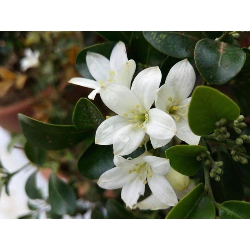 Pokok Kemuning Muraya Wangi Cepat Berbunga | Shopee Malaysia