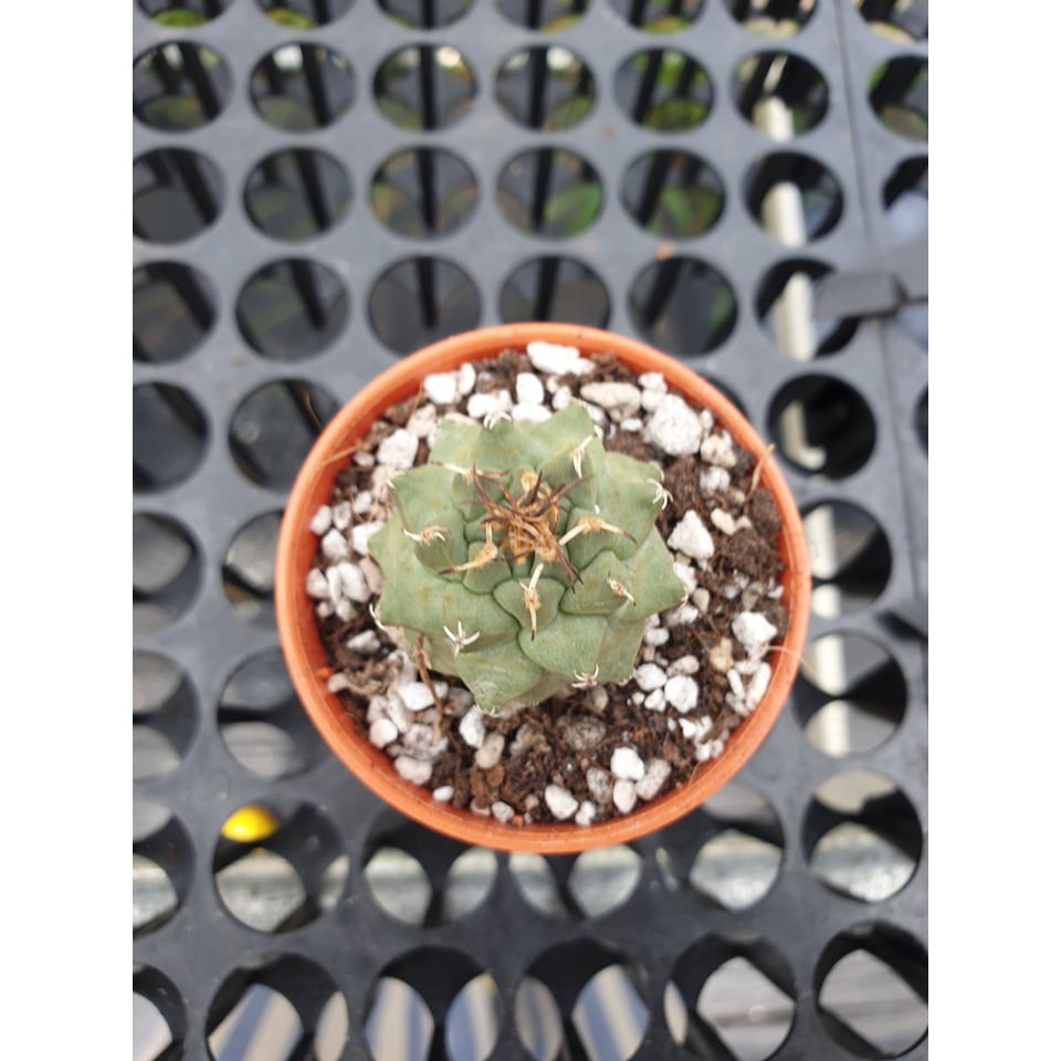 Augustfame Turbinicarpus Alonsoi 赤花娇丽cactus Succulent Shopee Malaysia