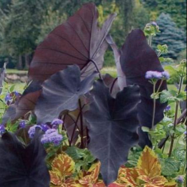 Big Pokok Keladi Stock Photo Picture And Royalty Free Image Image 24887285