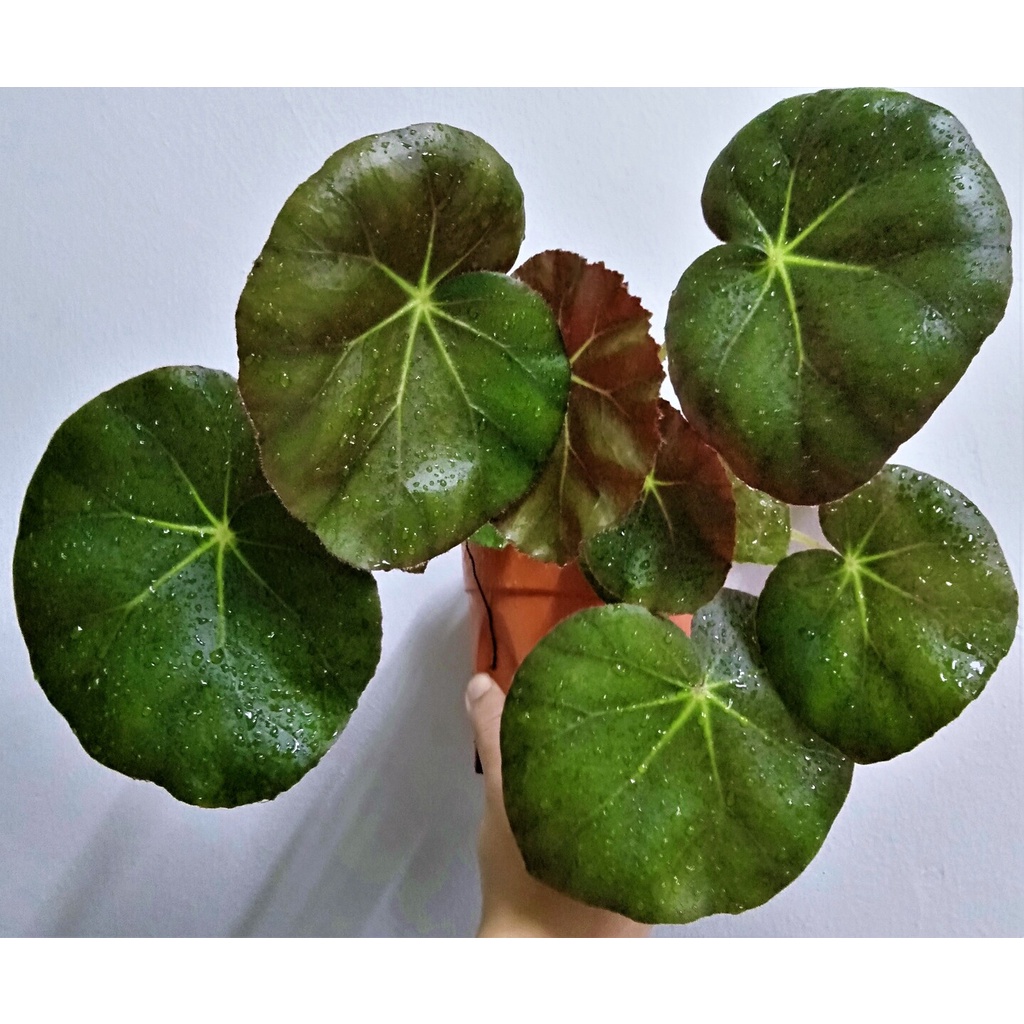Begonia Beefsteak/Begonia Erythrophylla/pokok asam batu | Shopee Malaysia
