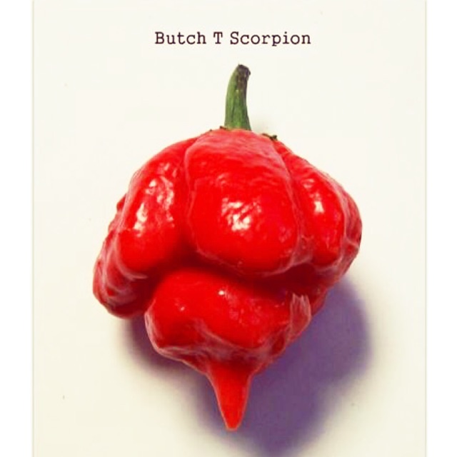 5 Seeds of Trinidad Scorpion Butch T Pepper Chilli - EXTREME HEAT!!!!!