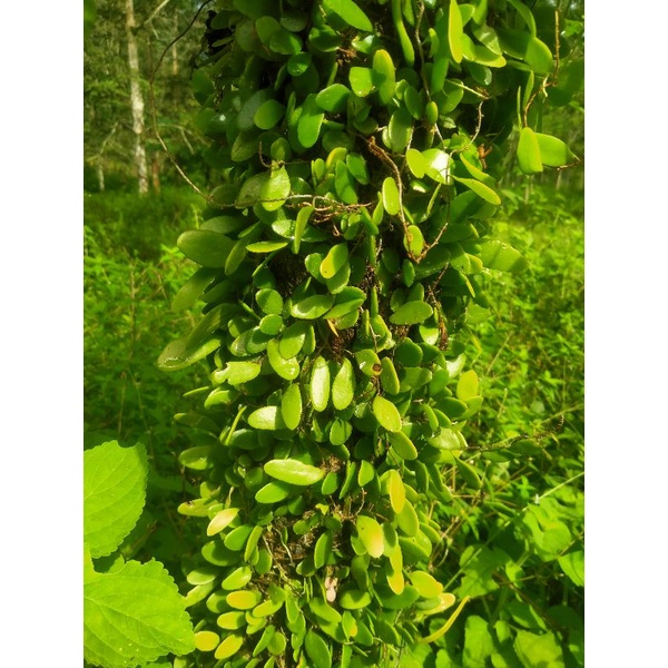 Pokok duit duit / Sisik naga / money plant / Epipremnum aureum ...