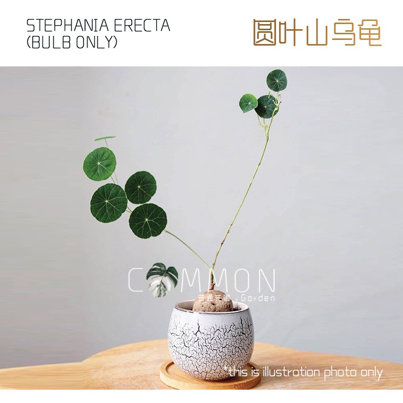 Cg Live Plant Stephania Erecta Bulb Only 圆叶山乌龟 Shopee Malaysia